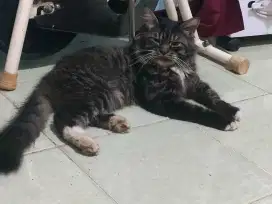 Kucing Mancoon Jantan umur 7 bulan