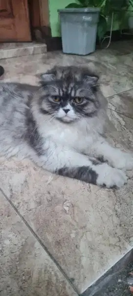 Kucing Scottishfold
