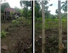Jual Murah Tanah Pekarangan di ds.Sribit, Kec.Sidoharjo SRAGEN