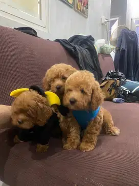Anjing Red toy poodle