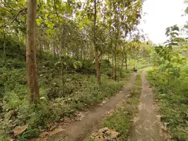 Tanah kebun jati luas 2000m² shm harga 75 juta