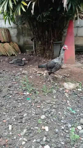 Ayam pama IQ bulbi batik