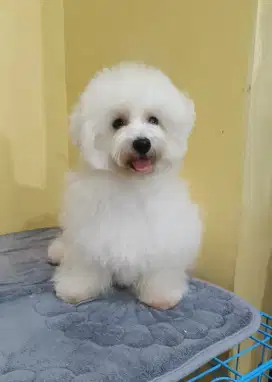 Tiny Bichon Frise Betina Cucu Import Korea
