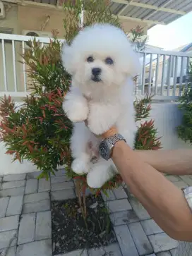 Tiny Bichon Frise Jantan Kualitas Cucu Import Korea