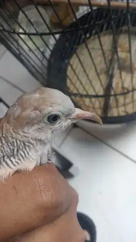 Perkutut tombak cucukan jantan terpantau bunyi