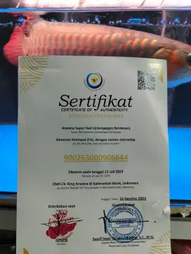 ARWANA SR ±27CM + AQUARIUM FULL SET