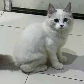 Kitten ragdoll 4bln betina