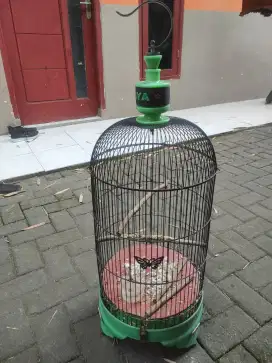 Sangkar Oriq jaya