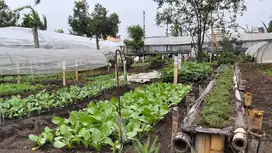 PERTANIAN ORGANIK PRODUKTIF DI AREA VILA PARONGPONG, BANDUNG BARAT