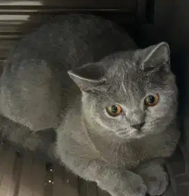 Kucing british shorthair bsh british short hair