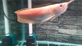 Ikan Arwana albino