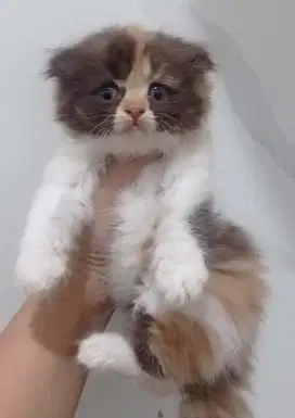 kitten NS scottish betina choco