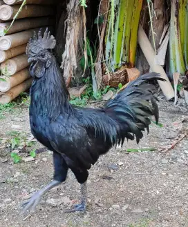 Ayam Cemani Selasih Hitam