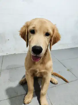 Anjing Golden Retriever
