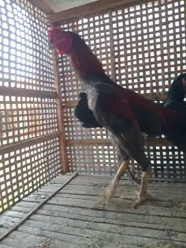 Ayam petarung joss