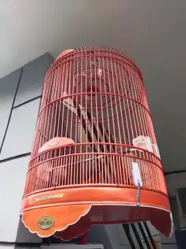 Burung murai batu