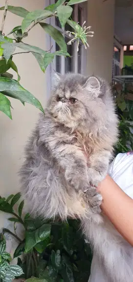 Kucing persia peaknose betina