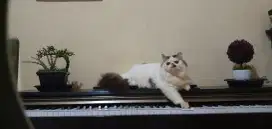 Kucing persia peaknose jantan