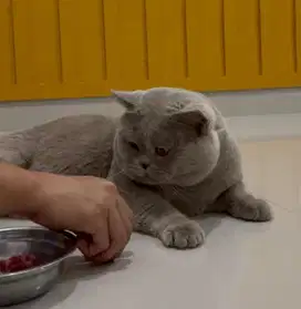british shorthair import