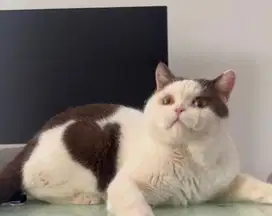 british shorthair odd eyes pecah