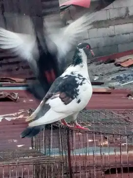Burung dara merpati
