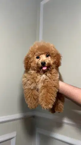 Anjing toy poodle / pudel