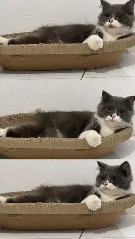Kucing BLH British long hair
