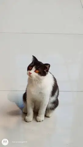 scottish fold betina 6 bulan NS not munchkin