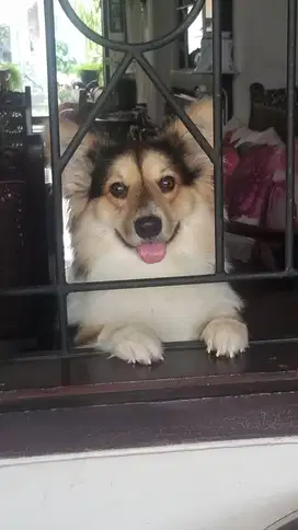 OPEN STUD CORGI PEMBROKE