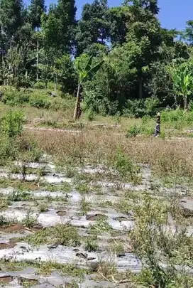 Dijual Cepat Tanah Kol.Masturi Lembang, Bandung Barat