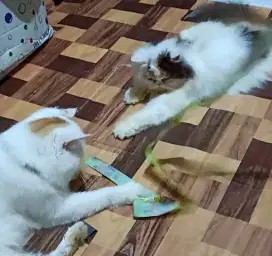 Over adopt sepasang mau satuan boleh