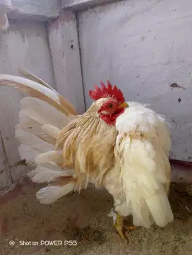 Ayam Serama jantan