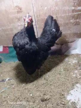 Ayam Serama betina