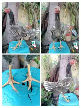 Ayam betina Bangkok body big