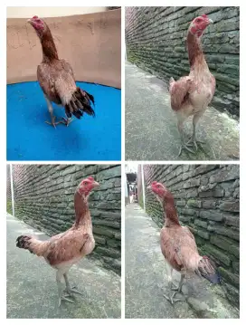 Ayam biang ternak Mangon Bangkok