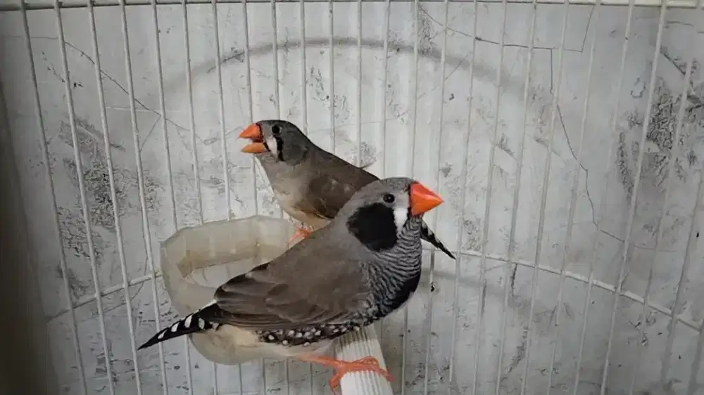 Zebra Finch sepasang siapan