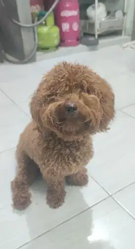 Anjing Pudle terawat surat
