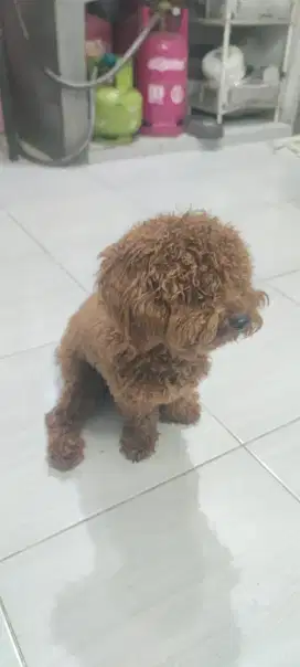 Anjing Pudle terawat surat