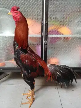 Ayam Bangkok 1 pasang