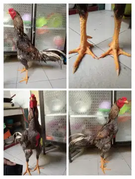 Ayam bangkok ukuran 5,5