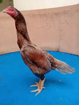 Ayam betina Bangkok body bsar linjik