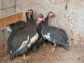 ayam mutiara indukan