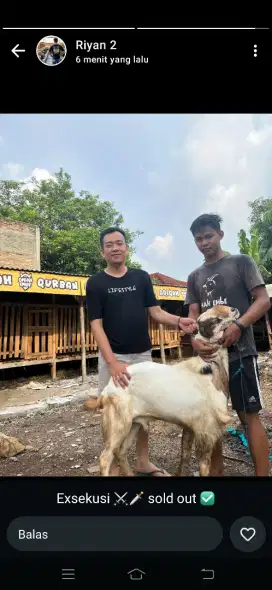 Aqiqah Nazar Qurban Dan Kambing guling terbaik