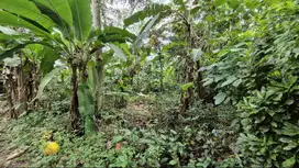 DIJUAL MURAH Tanah Kebun 300 m2 SHM