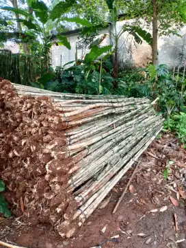 Bambu jepang hidup