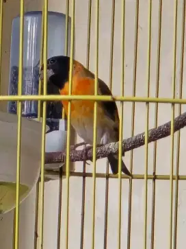 Red siskin klasik sepasang fs