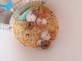 Hamster syrian umur 2 bulan