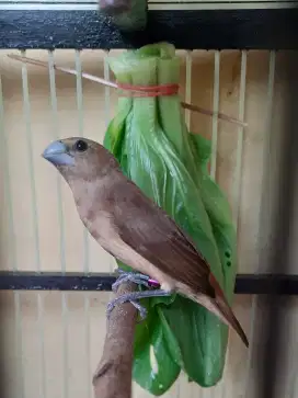 Emprit kaji dari orok