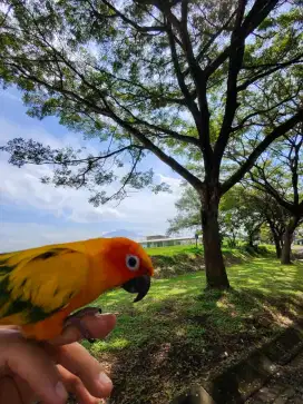 Burung Sunconure Free Fly