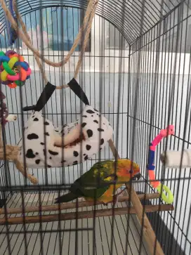 Burung Sunconure Usia 2 Bulan